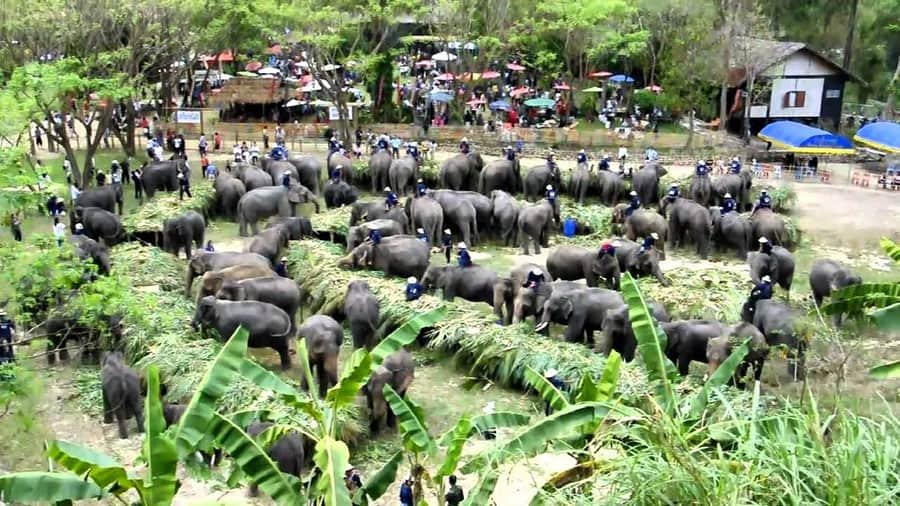 Ayutthaya Elephant Celebrations