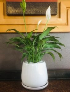 peace lily plant in spa suite, purifying indoor air at kiyora spa. 