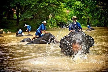 Elephants shower in Thai river. 